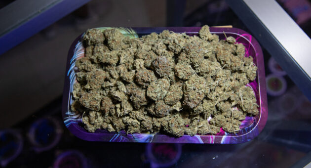 Are There Any Defenses a Pensacola Criminal Defense Attorney Can Use for Drug Charges? 3 Tray full of raw marijuana buds. Photo from above