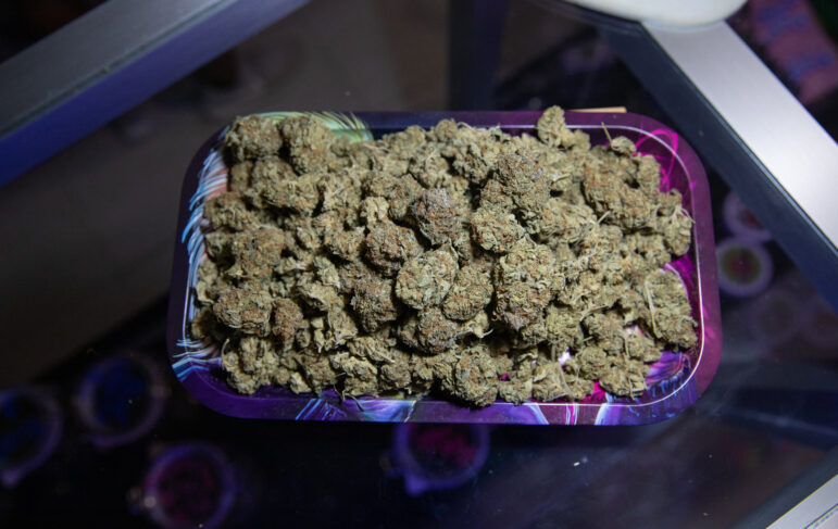 Are There Any Defenses a Pensacola Criminal Defense Attorney Can Use for Drug Charges? 1 Tray full of raw marijuana buds. Photo from above